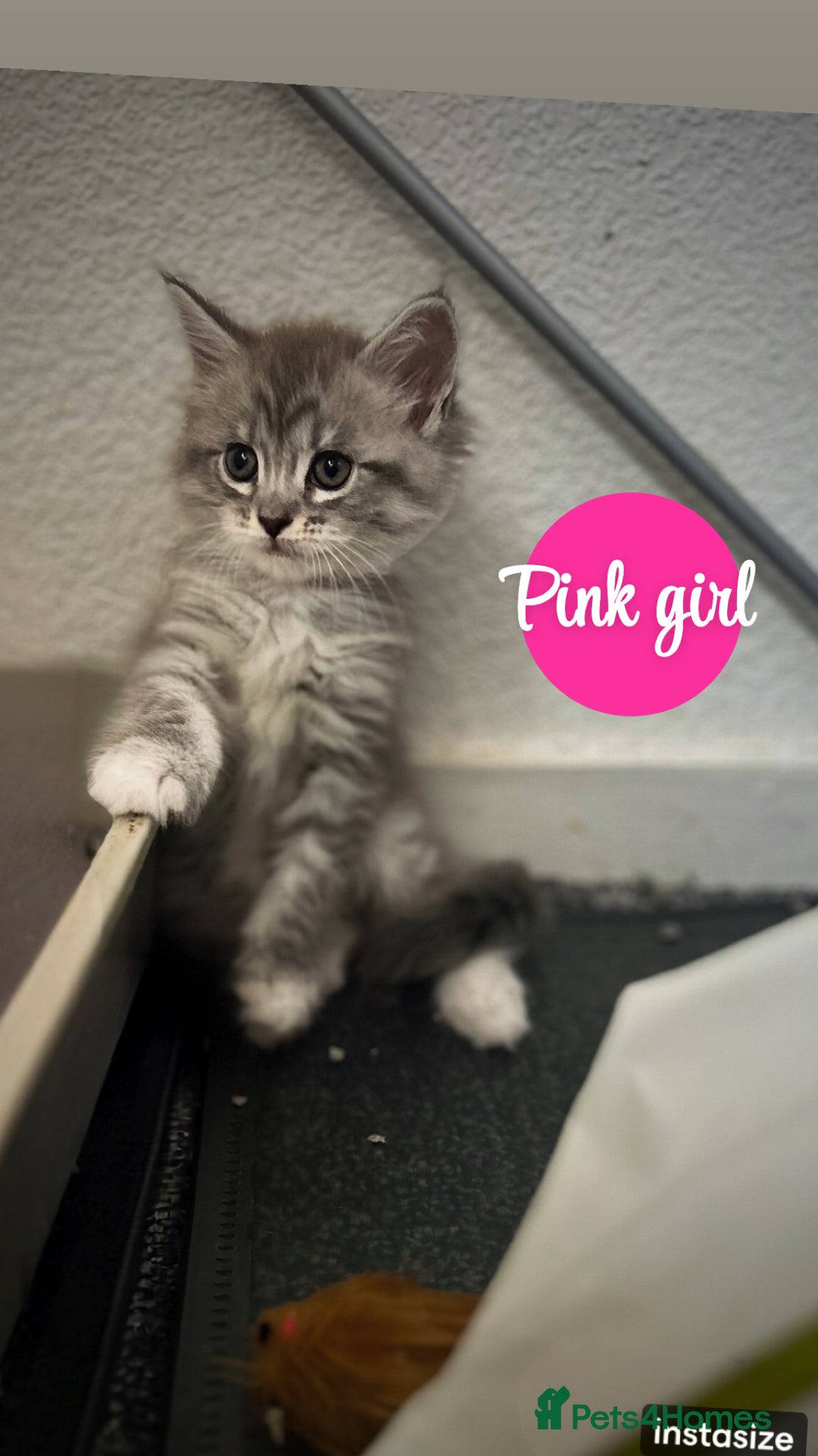Maine Coon cats for sale: Mainecoon - Image 3