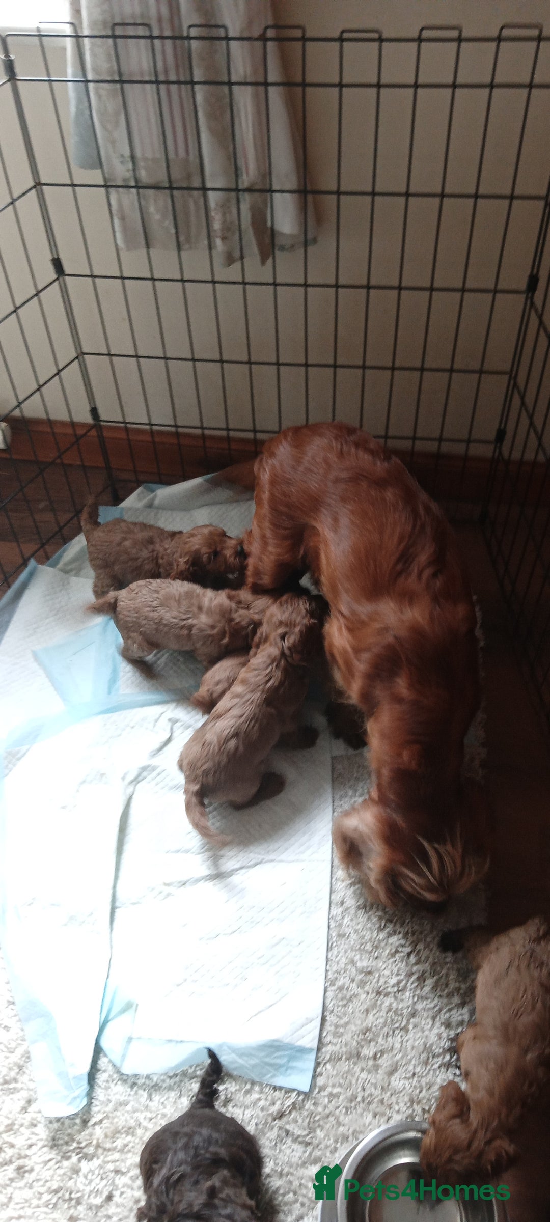 Cockapoo dogs for sale: Cockapoo puppies f1 show ) ruby red! In litter ♥️ - Image 7