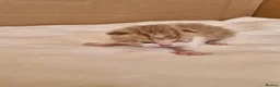 British Shorthair cats for sale: British shorthair kittens - Advert 9