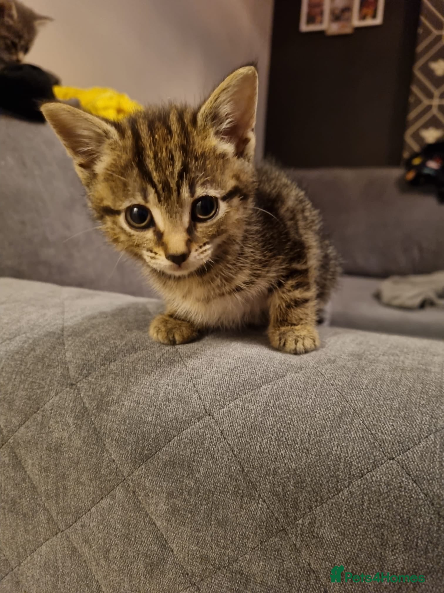 Mixed Breed cats Beautiful tabby female kitten. Last left of 4 - Advert 20