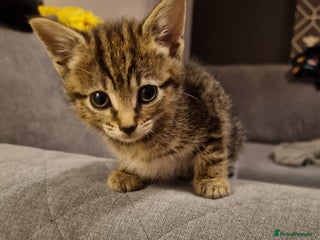 Mixed Breed cats Beautiful tabby female kitten left - Advert 9