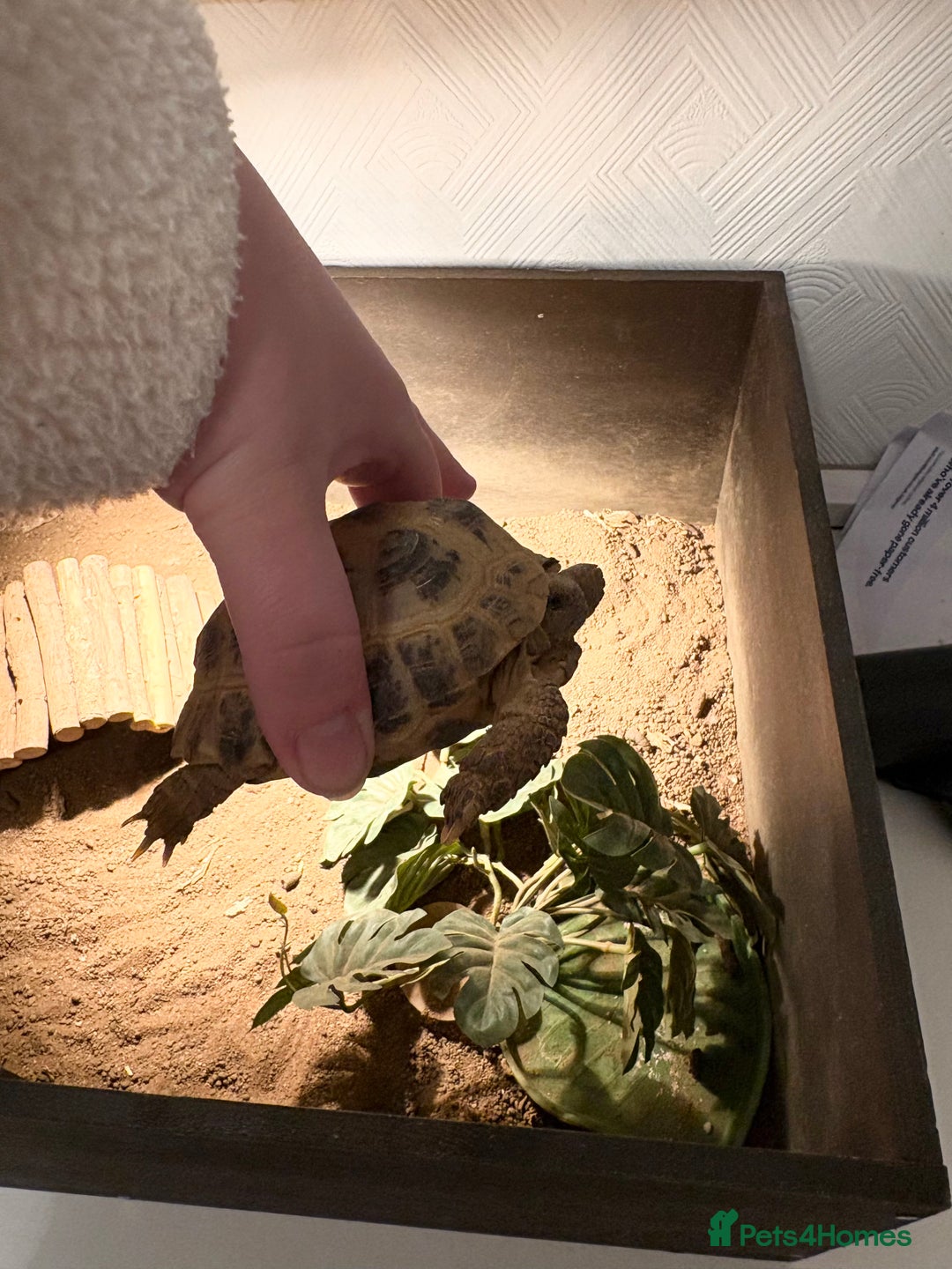 Tortoise reptiles for sale: Horsefield tortoise  - Advert 5