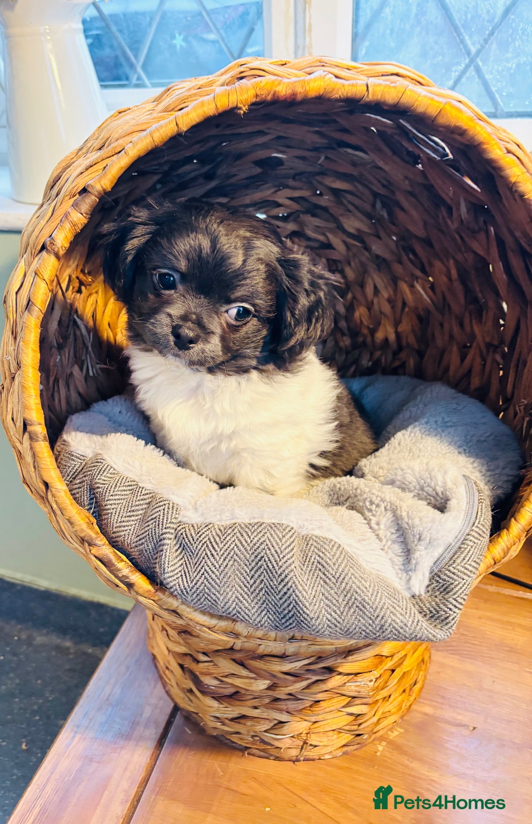 Chihuahua dogs for sale: Apple head blue white party boy puppy  - Advert 7