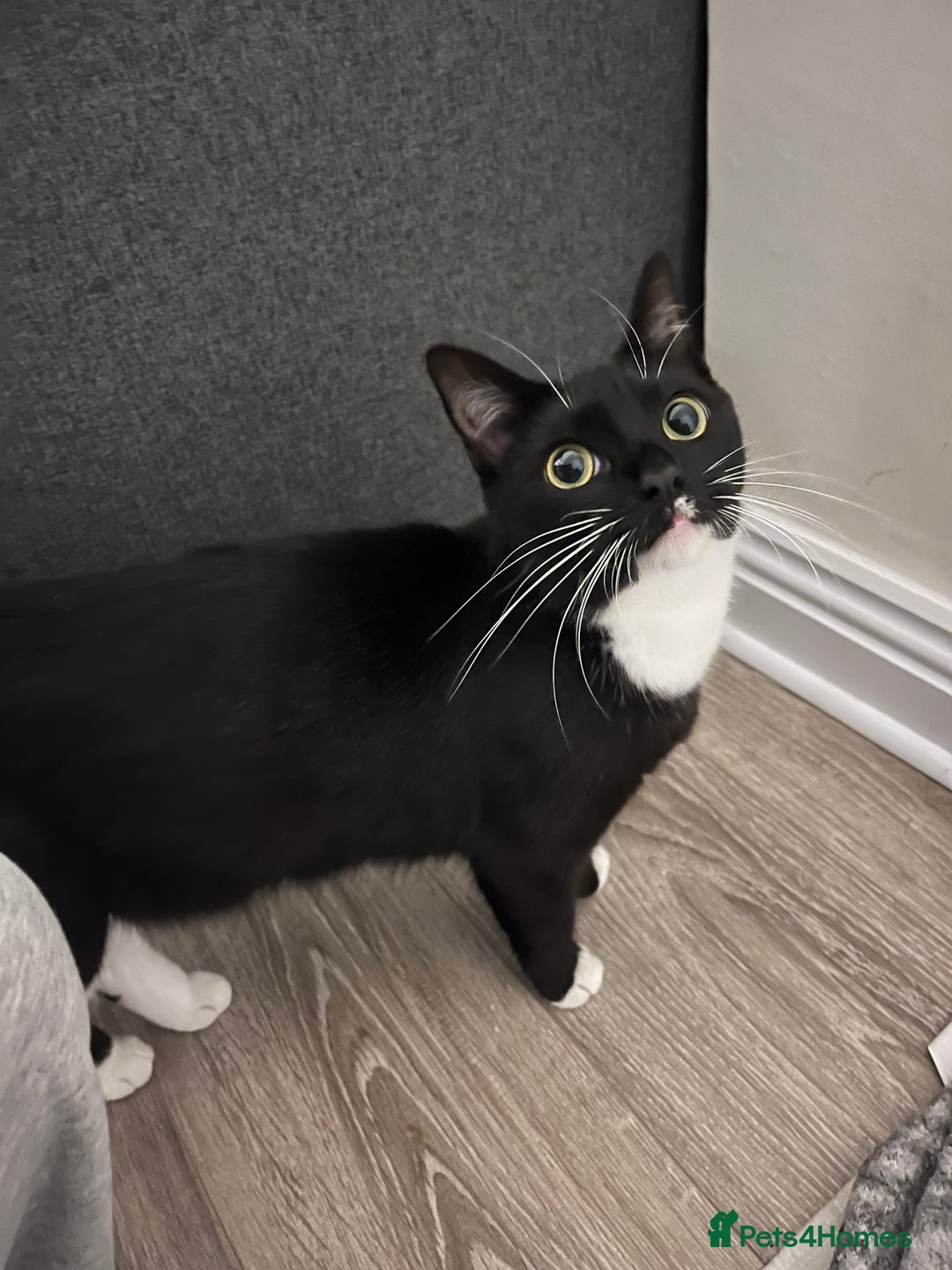 Domestic Shorthair cats for sale: Three domestic shorthair for sale  - Image 11