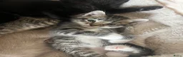 Mixed Breed cats for sale: Stunning Kittens for sale, super friendly - Advert 19