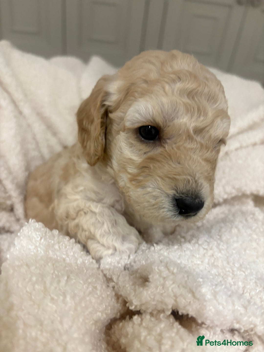 Cockapoo dogs for sale: Adorable 3 week old Cockapoo Puppies!!  - Advert 8