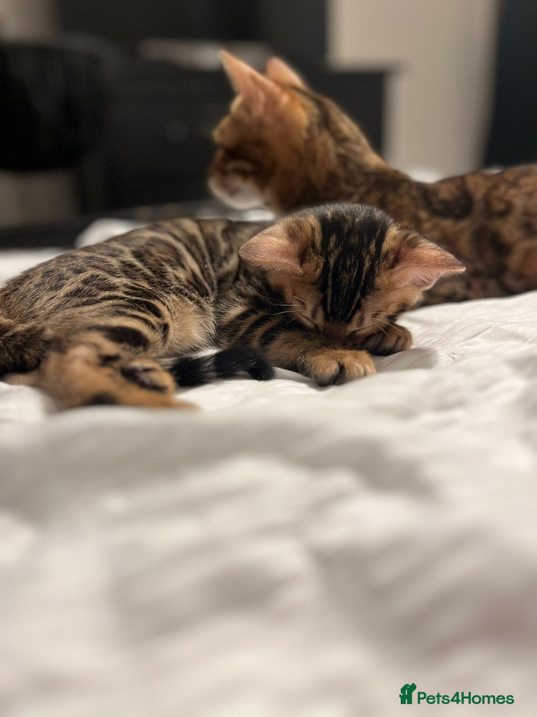 Bengal cats for sale: Stunning TICA registered Bengal boys! - Advert 6