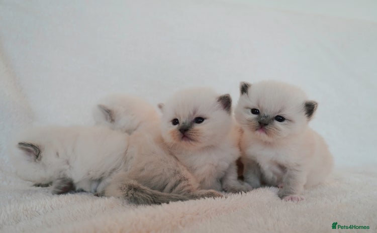 Ragdoll cats - Advert 7