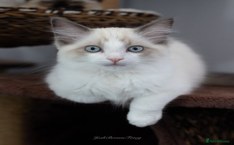 Ragdoll cats - Advert 3