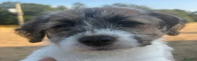 Jack Russell 4