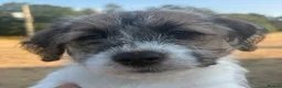 Jack Russell dogs for sale: Lovely Pedigree Jack Russell Terrier Puppies  - Advert 2