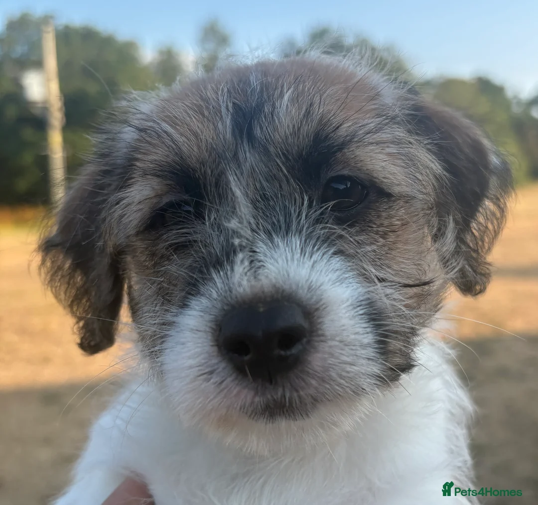 Jack Russell dogs for sale: Lovely Pedigree Jack Russell Terrier Puppies  - Advert 2