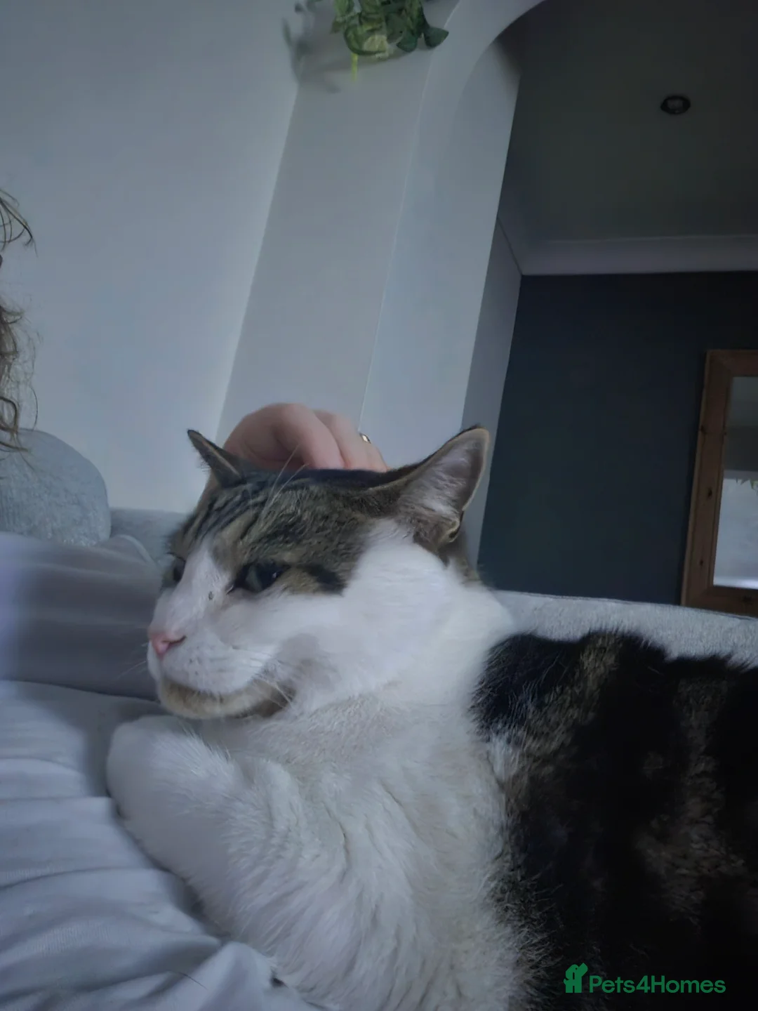 Mixed Breed cats for sale: Trevor - 5 year old affectionate boy  - Advert 5