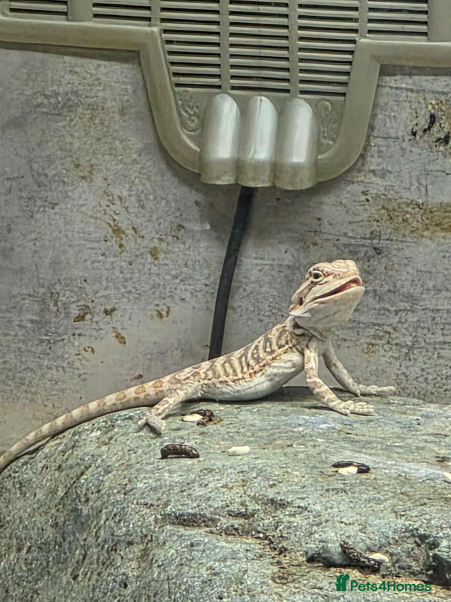 Bearded Dragon reptiles 21 Bearded Dragons  - Advert 2