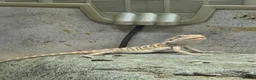 Bearded Dragon reptiles for sale: 21 Bearded Dragons  - Advert 2