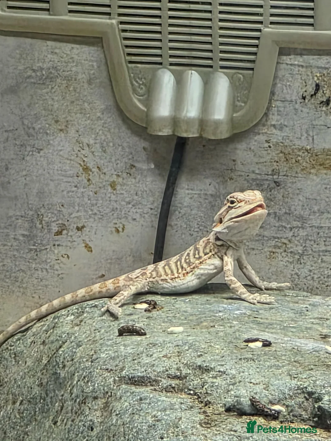Bearded Dragon reptiles for sale: 21 Bearded Dragons  - Advert 2