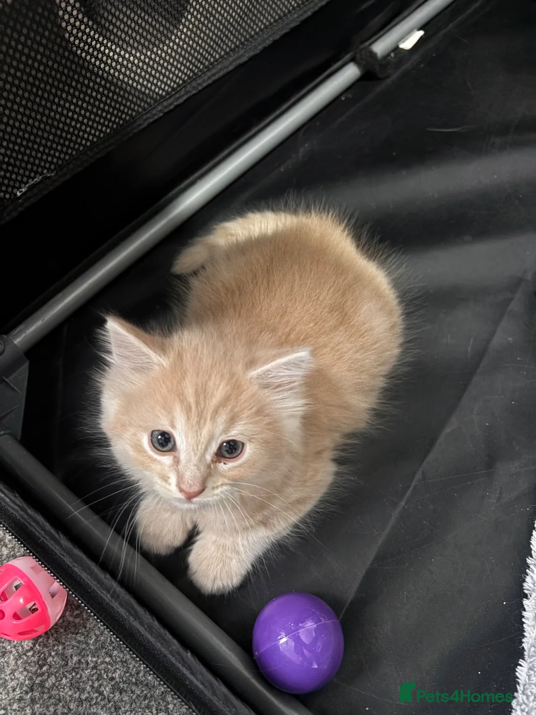 Mixed Breed cats for sale: Ginger Boy - Advert 12