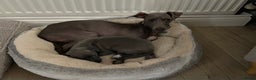 Italian Greyhound dogs for sale: 🐾kc registered Italian greyhound puppies 🐾 - Advert 6