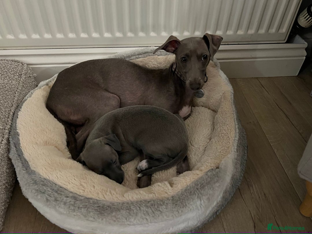 Italian Greyhound dogs for sale: 🐾kc registered Italian greyhound puppies 🐾 - Advert 6