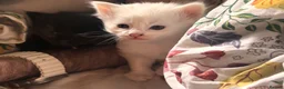 Norwegian Forest Cat cats for sale: Tricolore Magic  - Advert 6