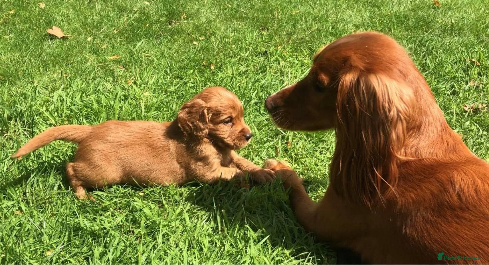 Cocker Spaniel dogs KC Reg FULLY health tested parents, working cocker - Advert 2