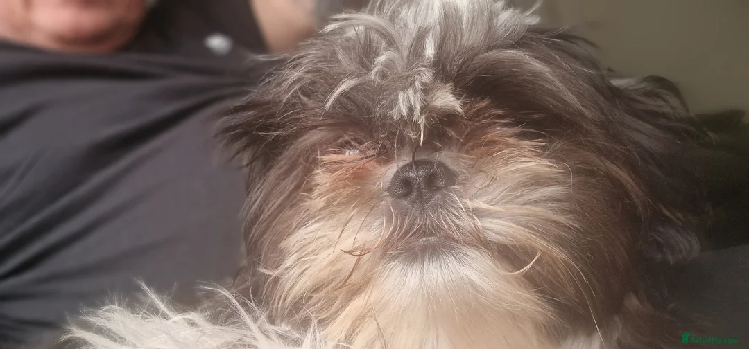 Shih Tzu dogs for sale: Female Shih tzu - Advert 4