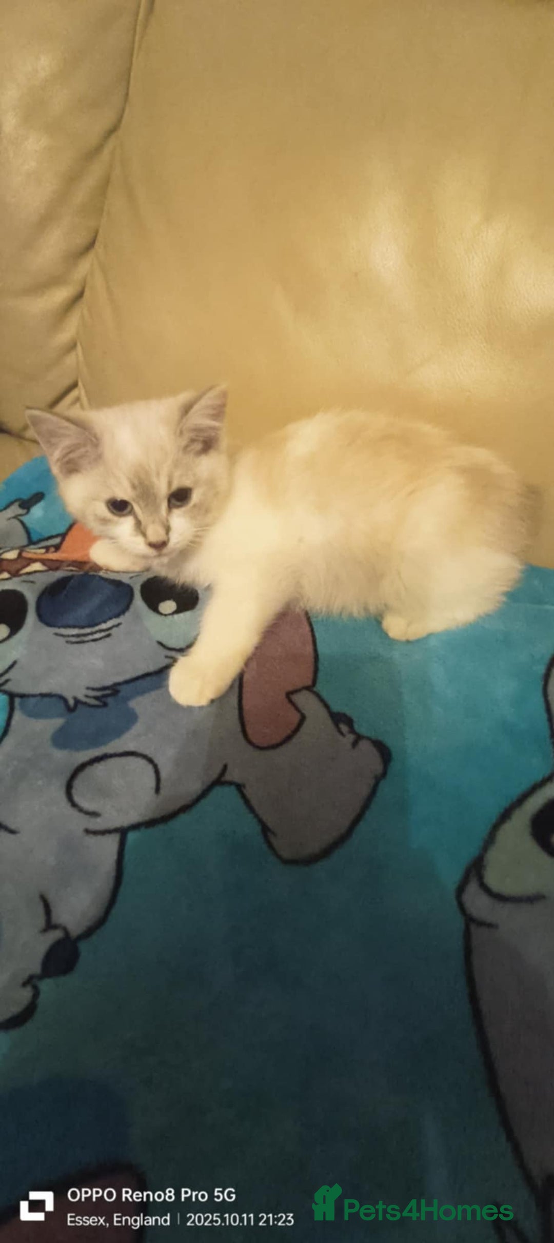Ragdoll cats for sale: BEAUTIFUL RAGDOLL X  - Image 5
