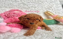 Cockapoo dogs for sale: F2B Red Cockapoos **BOTH PARENTS DNA CLEAR** - Image 21