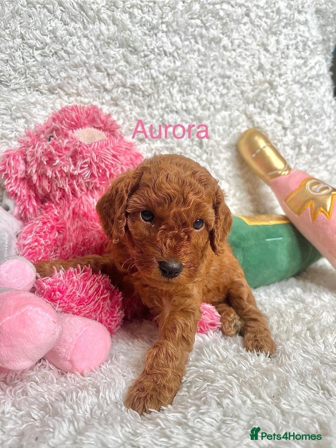 Cockapoo dogs for sale: F2B Red Cockapoos **BOTH PARENTS DNA CLEAR** - Image 21