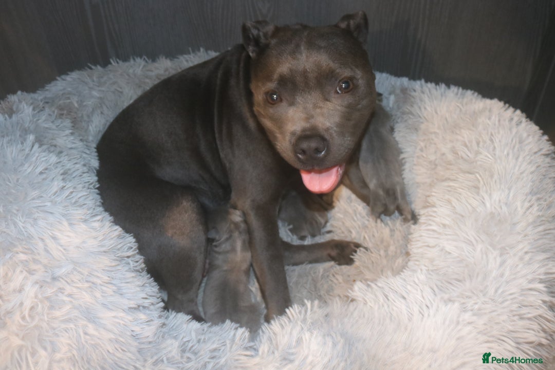 Staffordshire Bull Terrier dogs for sale: pure blue Staffordshire bull terriers - Image 7