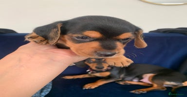 Mixed Breed dogs - Advert 9