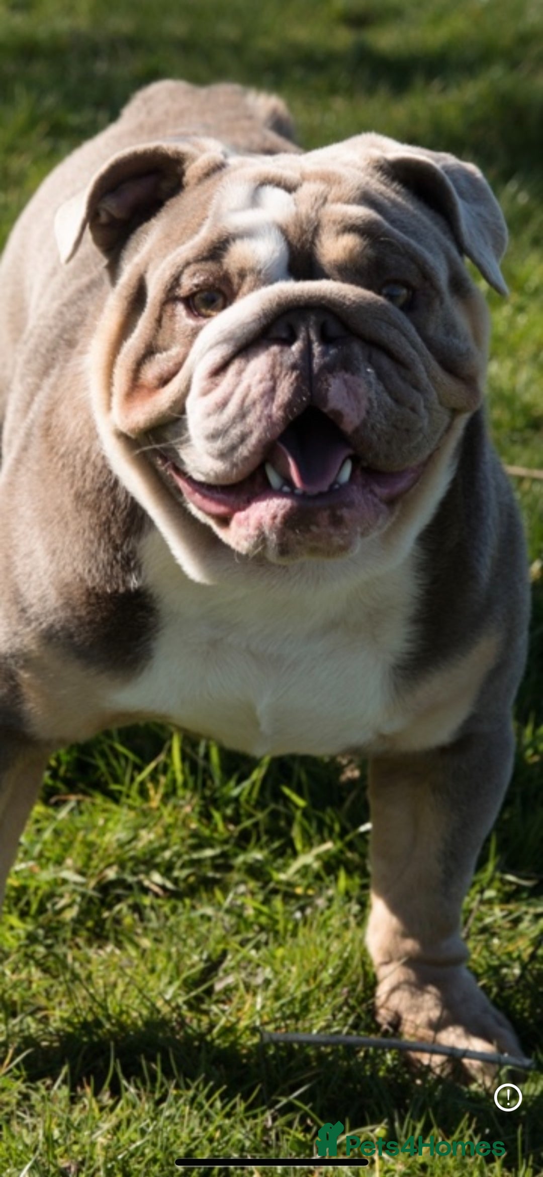 English Bulldog dogs for stud: kc british bulldog for stud in Lanark - Image 3