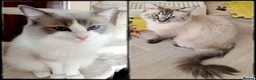 Ragdoll cats for sale:  Ragdoll Kittens –  - Advert 3
