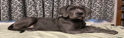Mixed Breed dogs for sale: STUNNING MASTIFF/GREAT DANE PUPPIES - Advert 2