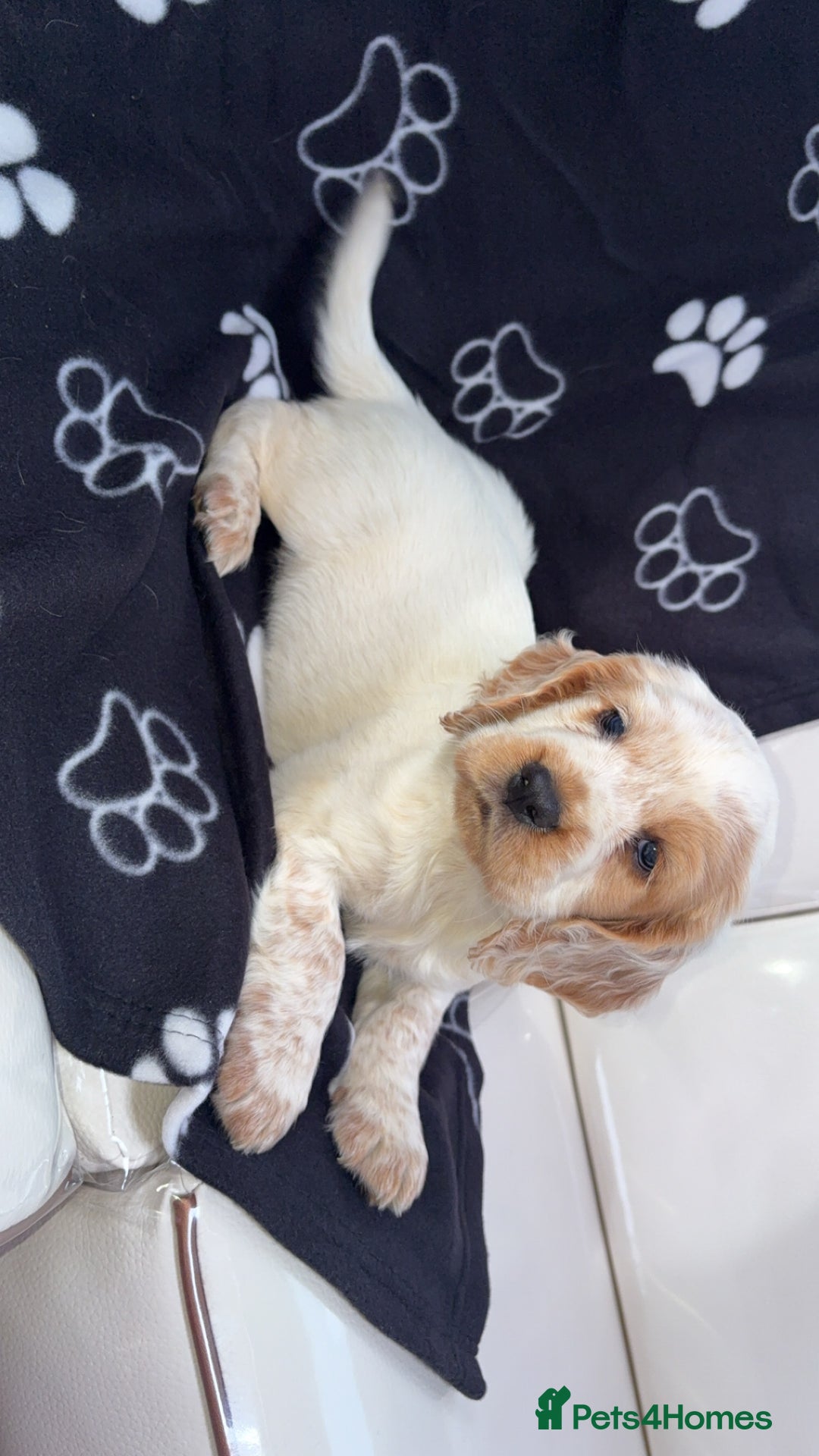 Cocker Spaniel dogs for sale: Sold  - Image 2