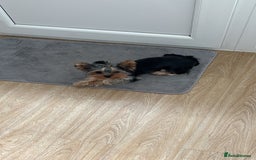 Yorkshire Terrier dogs for sale: ✨ Adorable Yorkshire Terrier Puppies  - Image 15