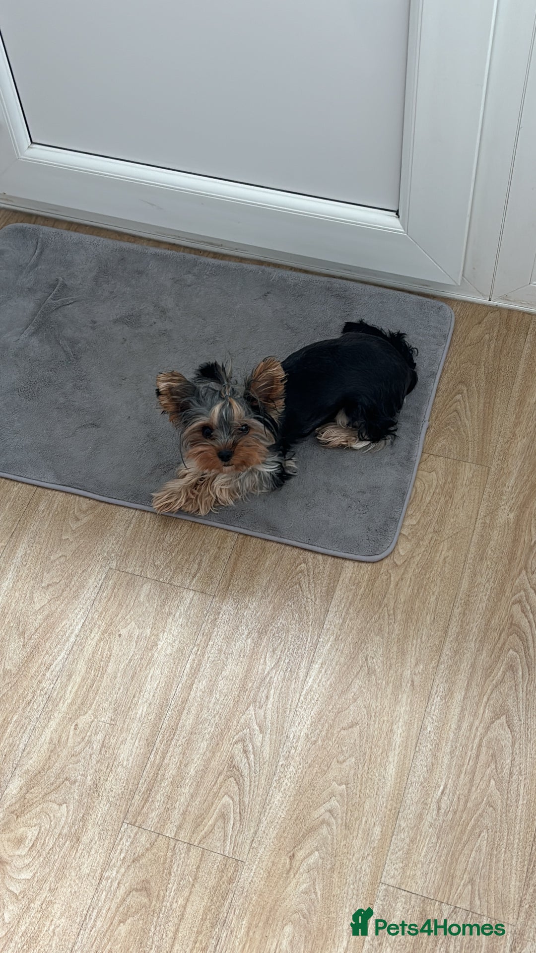 Yorkshire Terrier dogs for sale: ✨ Adorable Yorkshire Terrier Puppies  - Image 15