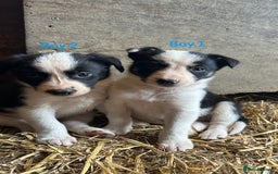 Border Collie dogs for sale: Beautiful border collie puppies for sale  - Image 1