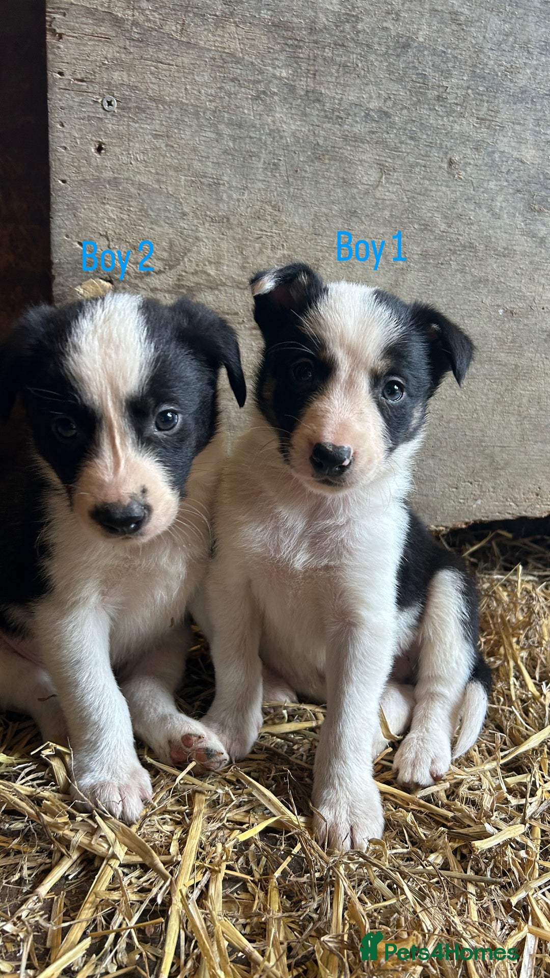 Border Collie dogs for sale: Beautiful border collie puppies for sale  - Image 1