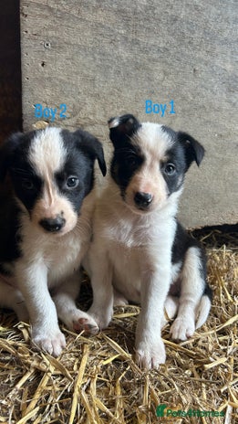 Border Collie dogs - Advert 2