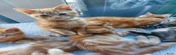 Mixed Breed cats for sale: Maine coon cross Ginger 12 week kittens male - Advert 11