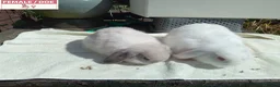 Mini Lop rabbits for sale: Pretty Female & Male Baby Rabbits - Advert 10