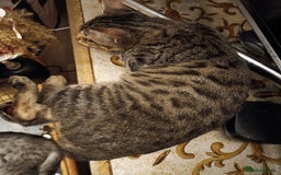 Domestic Shorthair cats for sale: Kittens Ready Now All Colours - Image 20