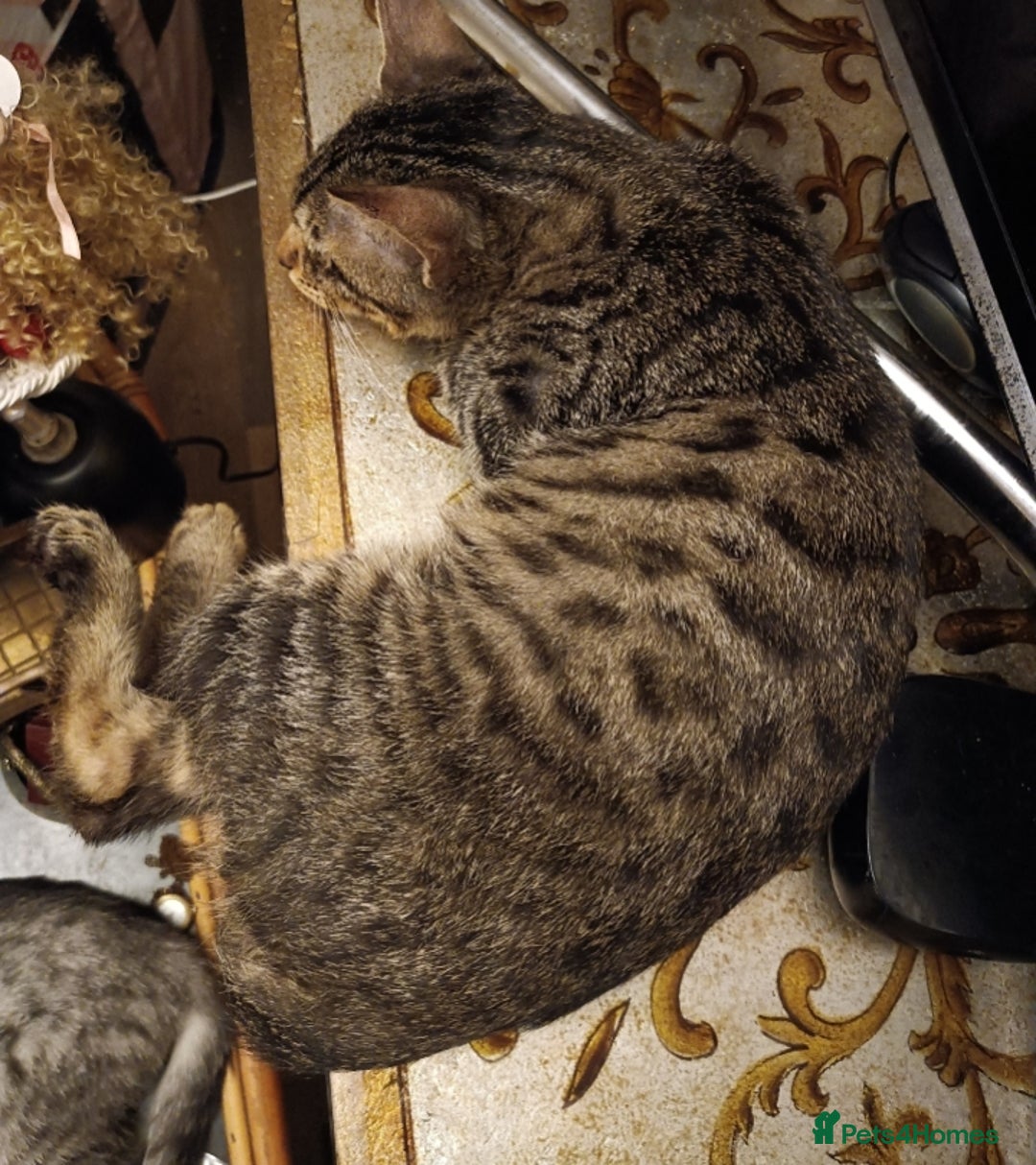 Domestic Shorthair cats for sale: Kittens Ready Now All Colours - Image 20