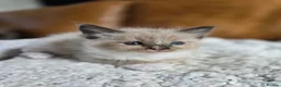 Ragdoll cats for sale: Beautiful Ragdoll Kittens - Advert 7