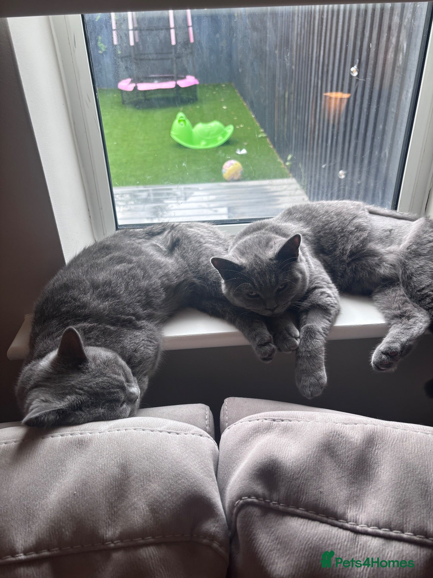 British Shorthair cats Daisy & Dottie - 7 month old bonded sisters  - Advert 2