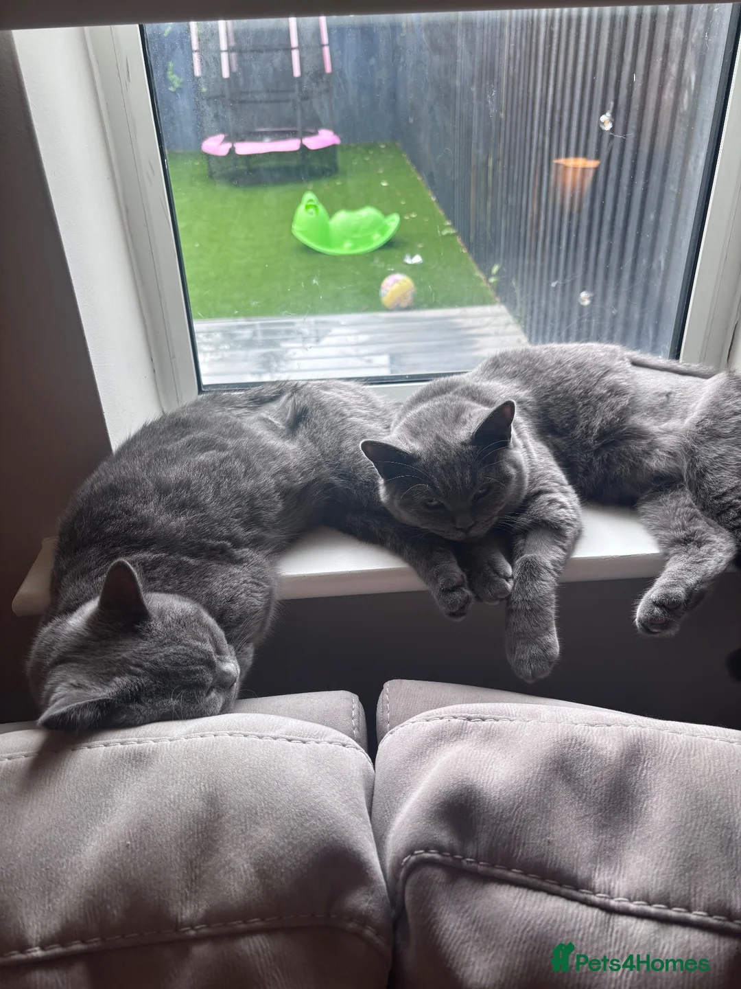 British Shorthair cats for sale: Daisy & Dottie - 7 month old bonded sisters  in Poulton-le-Fylde - Advert 1