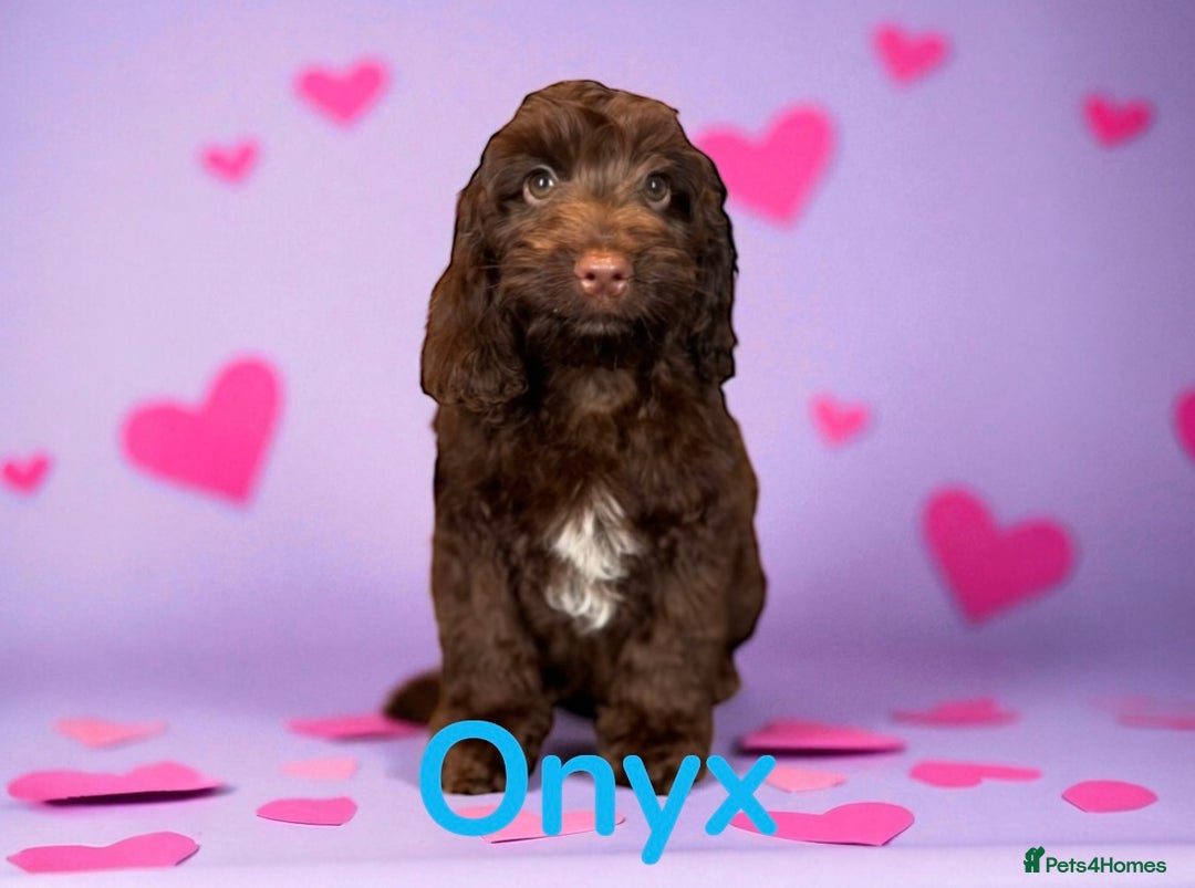 Cockapoo dogs for sale: ⭐️READY NOW⭐️Stunning DNA clear C f1 choc  - Image 9