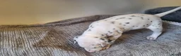 Dalmatian dogs for sale: Perdi's litter in Yeovil - Advert 4
