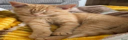 Mixed Breed cats for sale: Ginger boy for rehoming  in Portsmouth - Advert 2